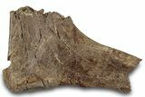 Hadrosaur (Edmontosaurus) Rib Bone - Wyoming #265706-1